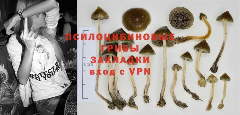 цена наркотик  Сухиничи  Галлюциногенные грибы Psilocybine cubensis 